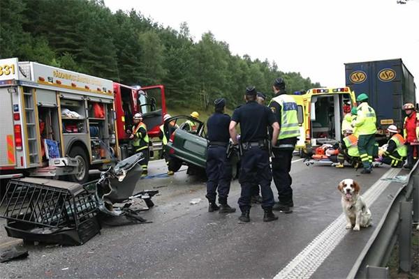 transporting dog in car