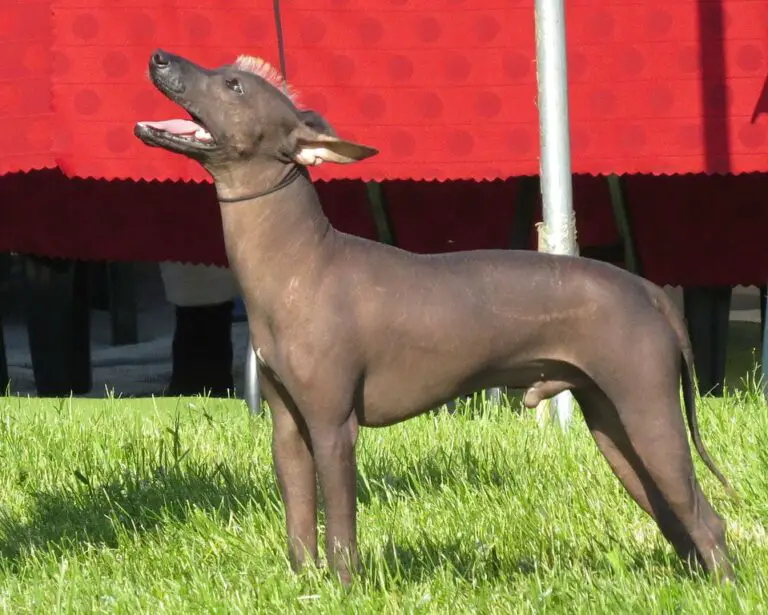 27 Desert Dog Breeds That Can Stand The Heat Travel With