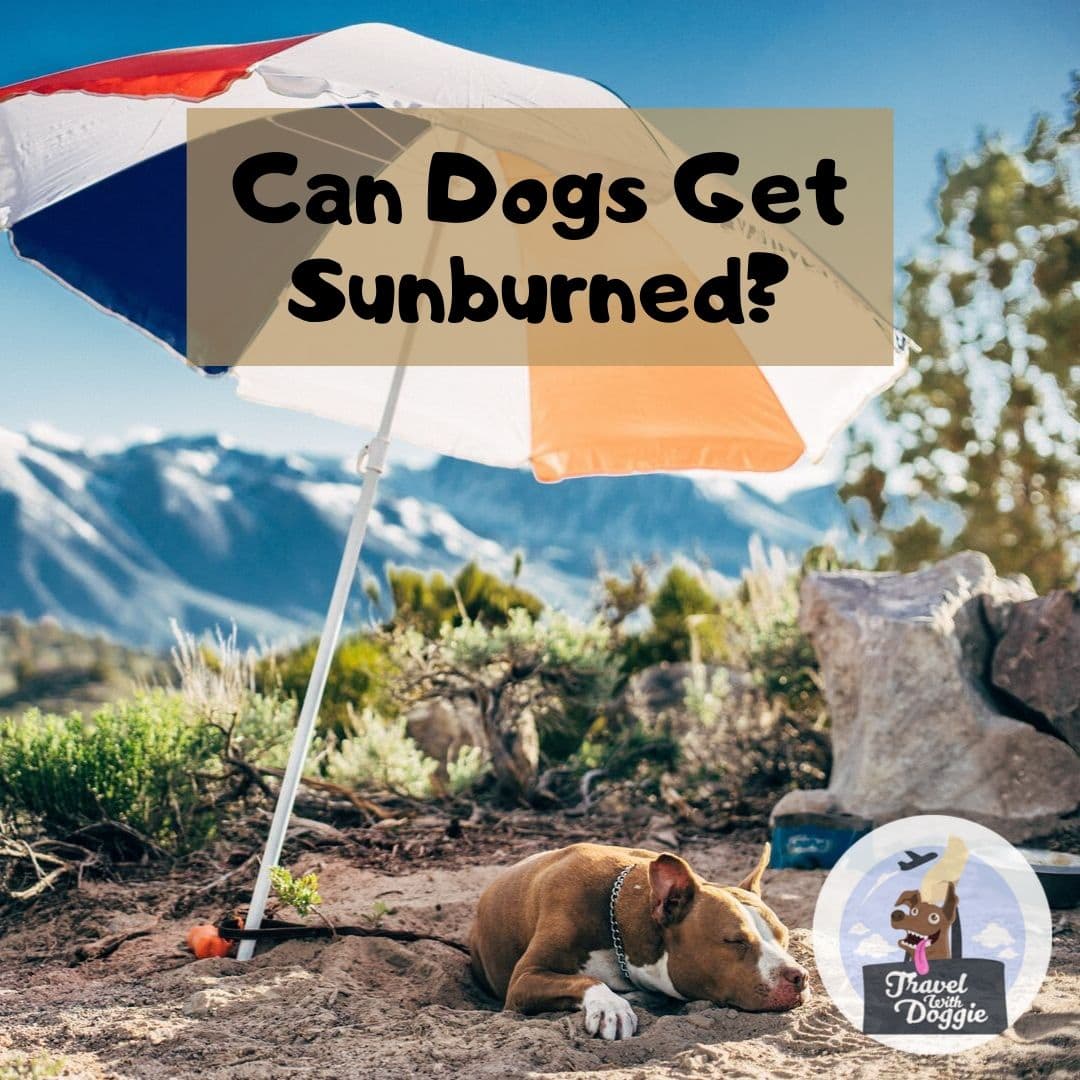 Can Dogs Get Sunburned | Travel With Doggie