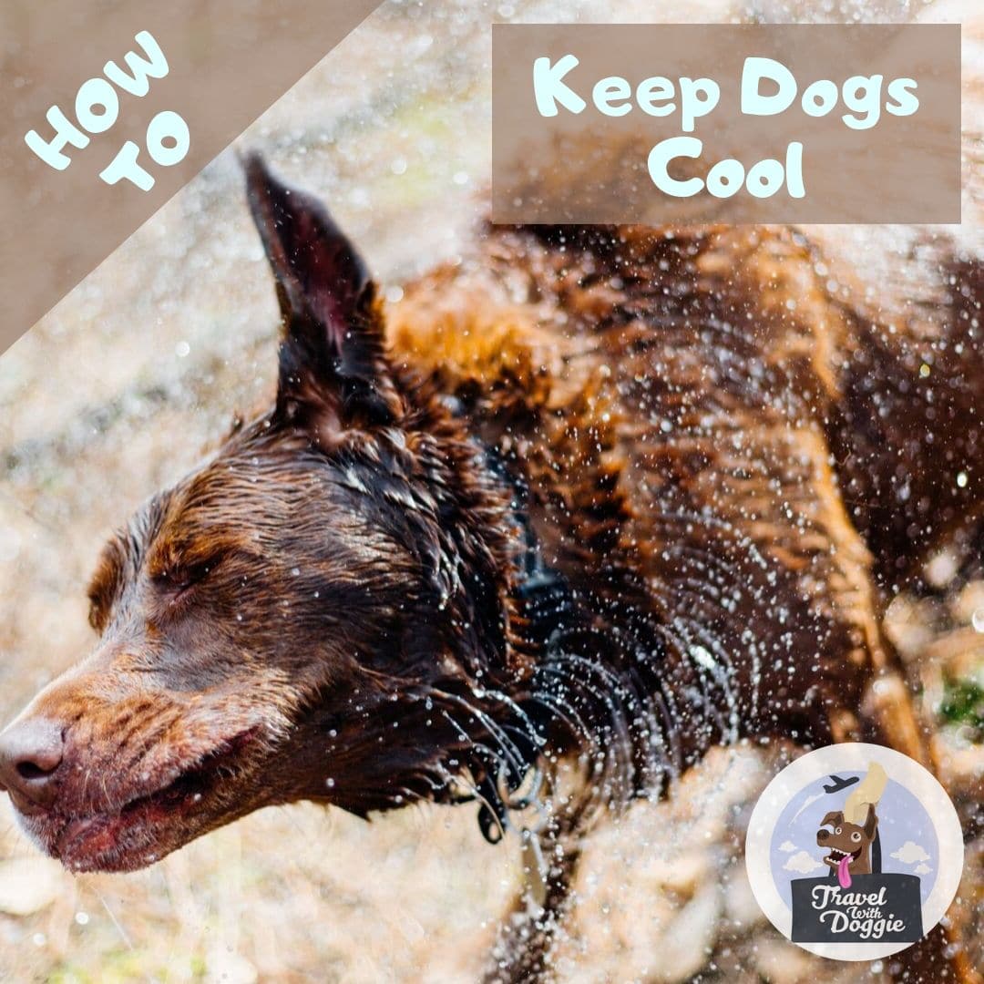 How To Keep Dogs Cool | Travel With Doggie