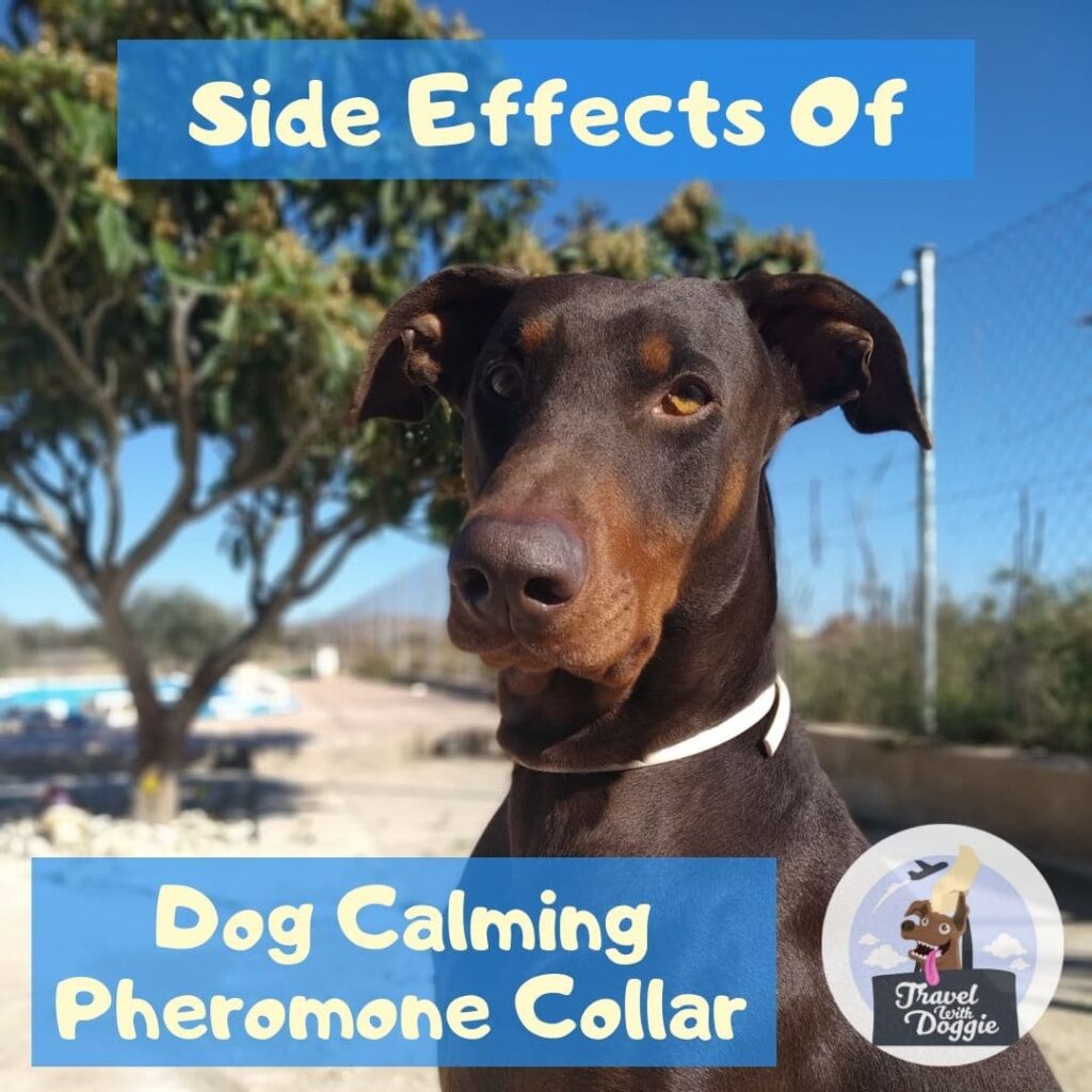 Side Effects Of Dog Calming Pheromone Collar Travel With Doggie