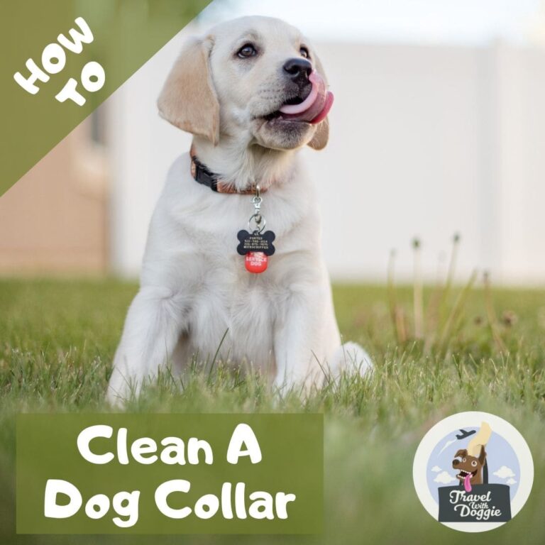 How To Clean A Dog Collar Travel With Doggie
