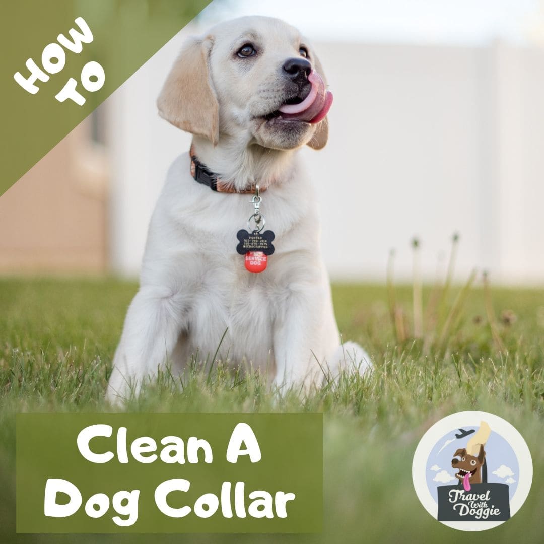 How to Clean A Dog Collar | Travel With Doggie