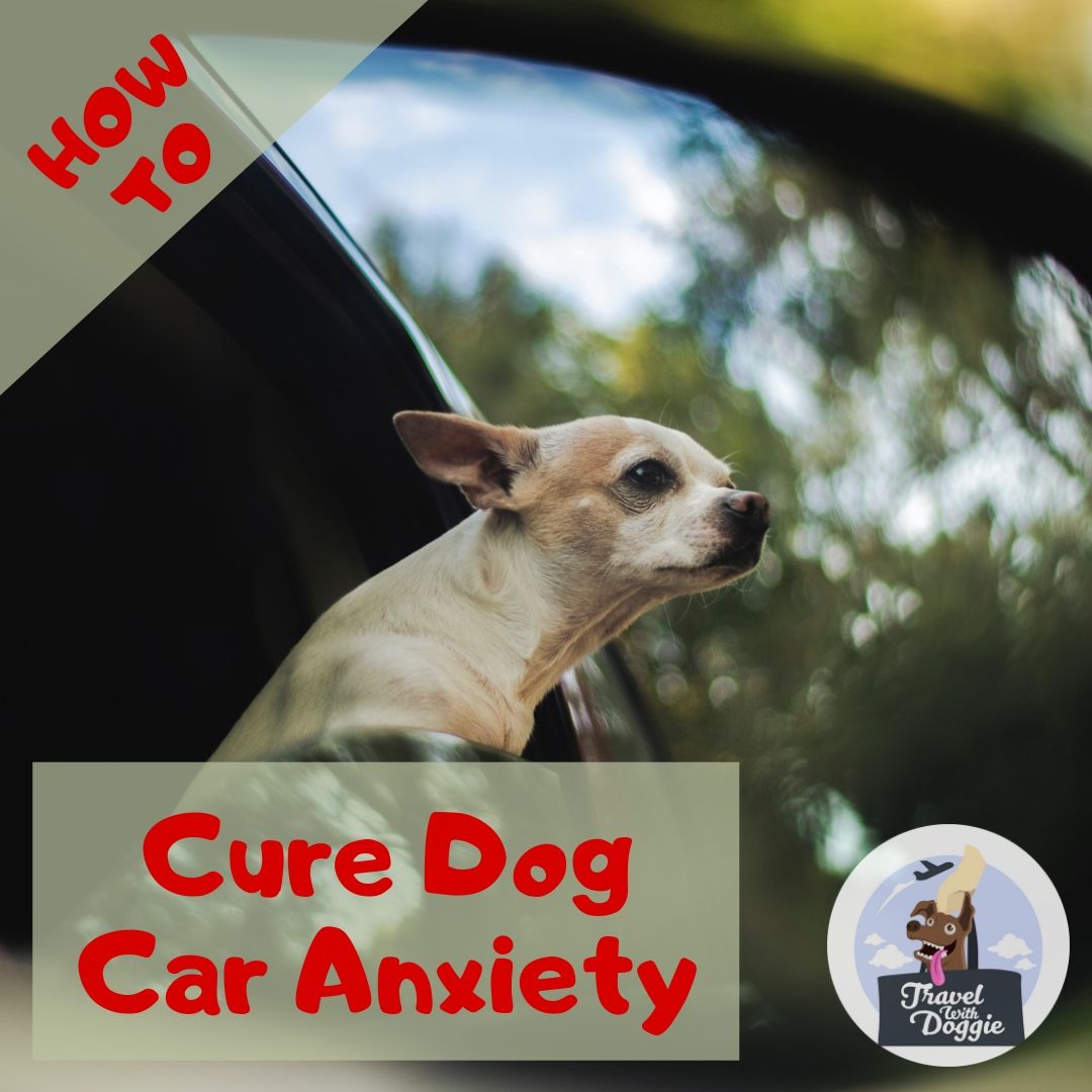 How To Cure Dog Car Anxiety | Travel With Doggie