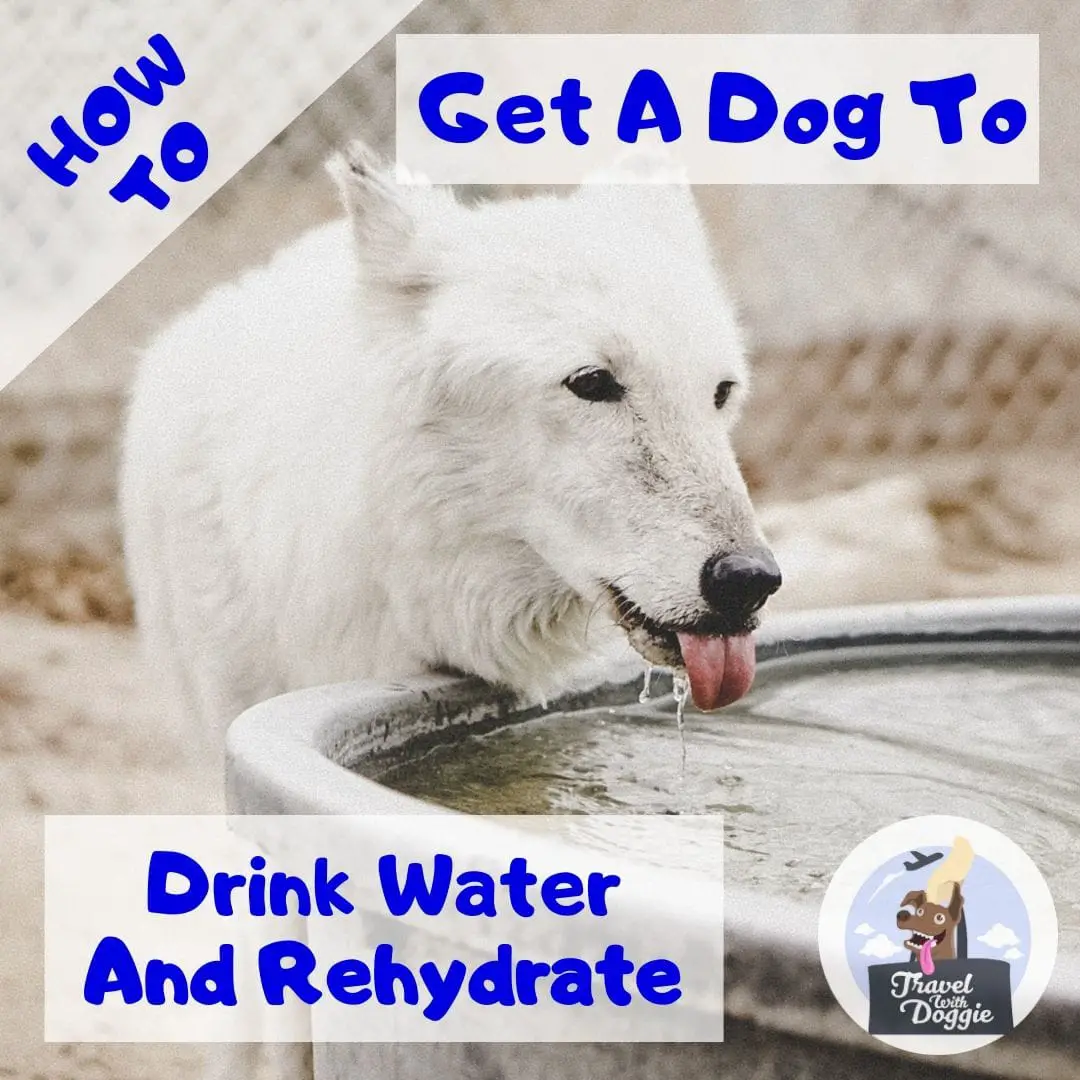 11 Ways To Get A Dog To Drink Water And Rehydrate | Travel With Doggie