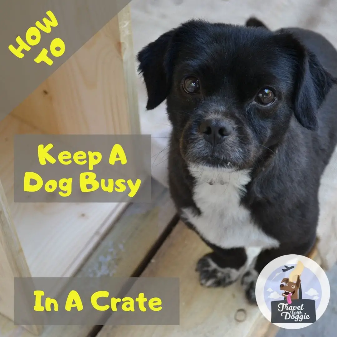 How To Keep A Dog Busy In A Crate | Travel With Doggie