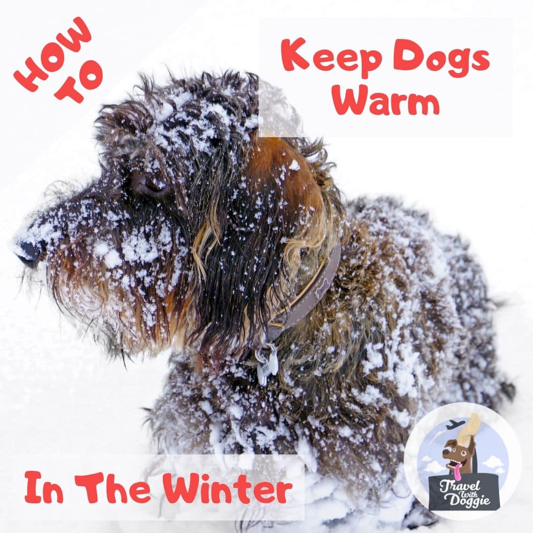 How To Keep Dogs Warm In Winter | Travel With Doggie