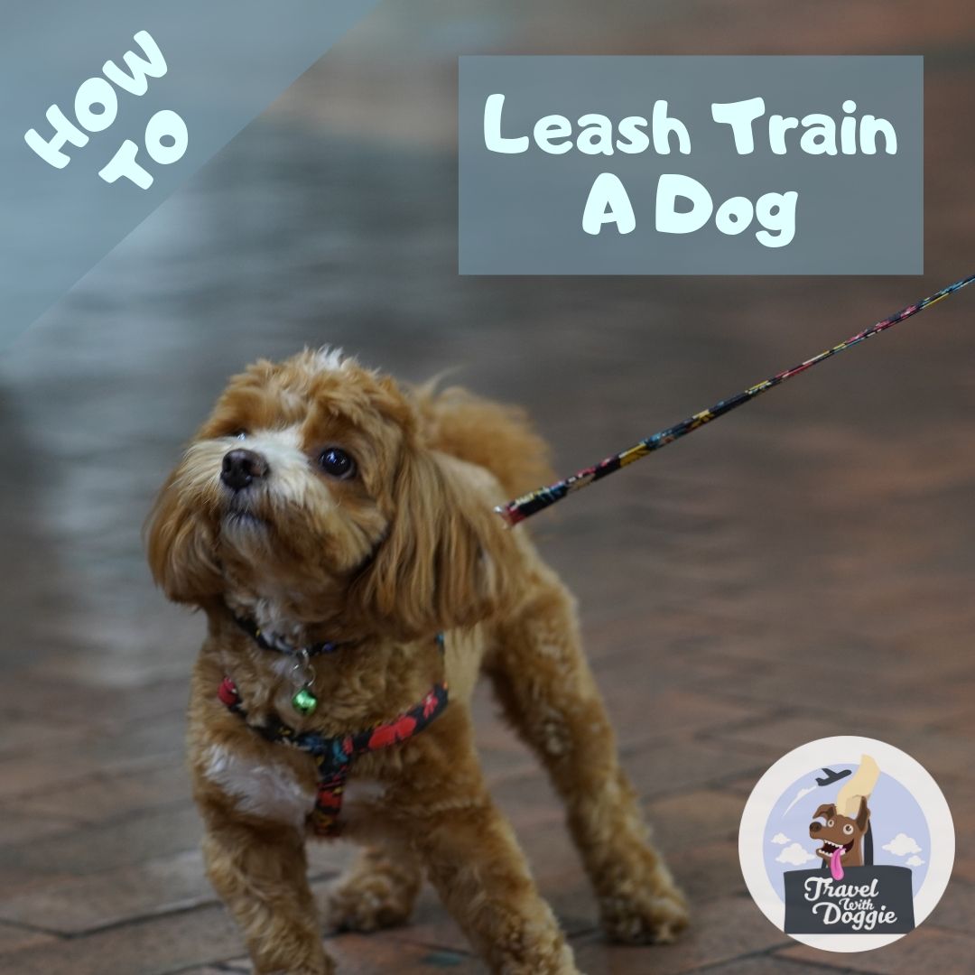 How To Leach Train A Dog | Travel With Doggie