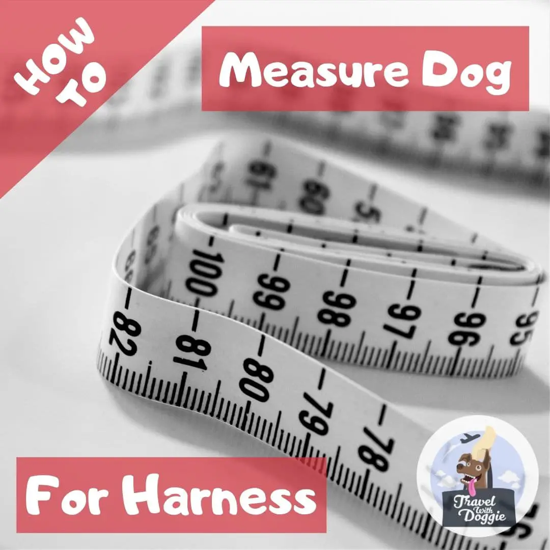 How To Measure A Dog For A Harness | Travel With Doggie