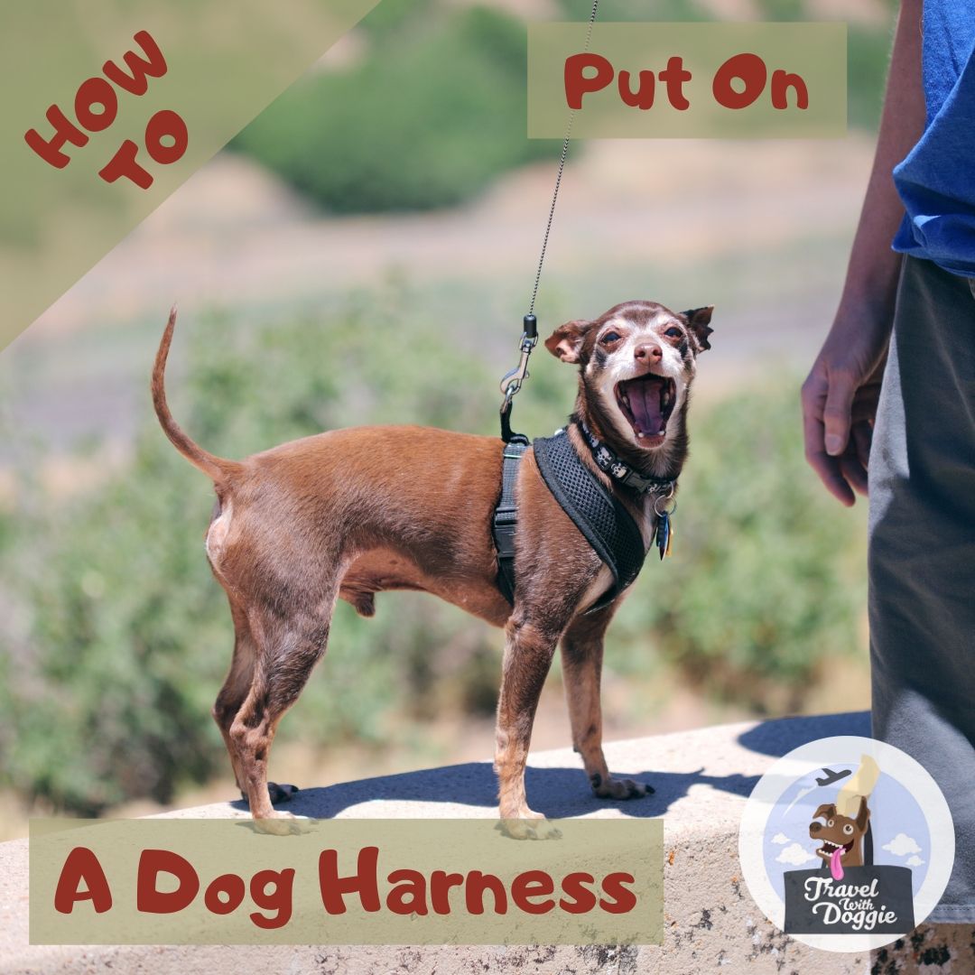 How To Put On A Dog Harness | Travel With Doggie