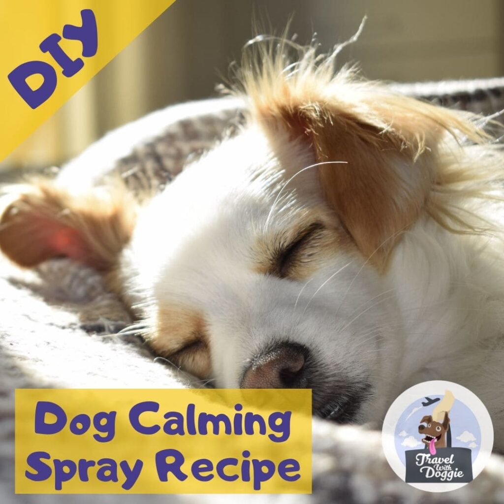 DIY Dog Calming Spray Recipe Using Essential Oils Travel With Doggie