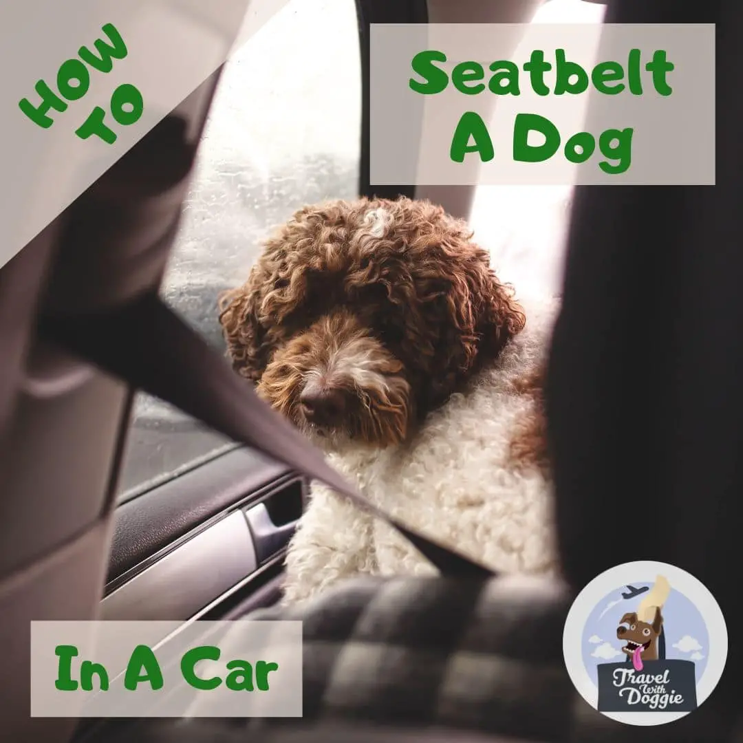 How To Seatbelt A Dog In A Car | Travel With Doggie