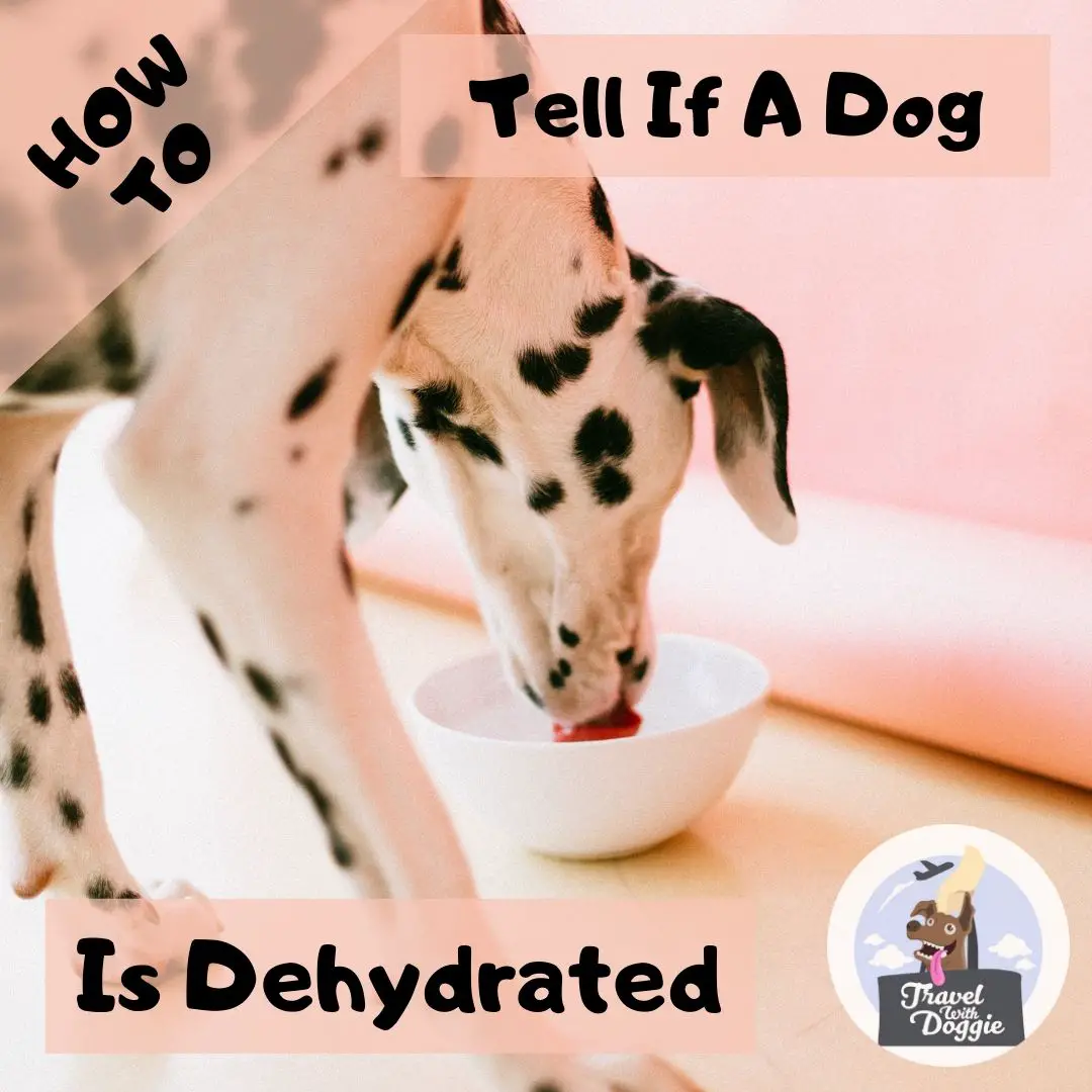 How To Tell If A Dog Is Dehydrated | Travel With Doggie