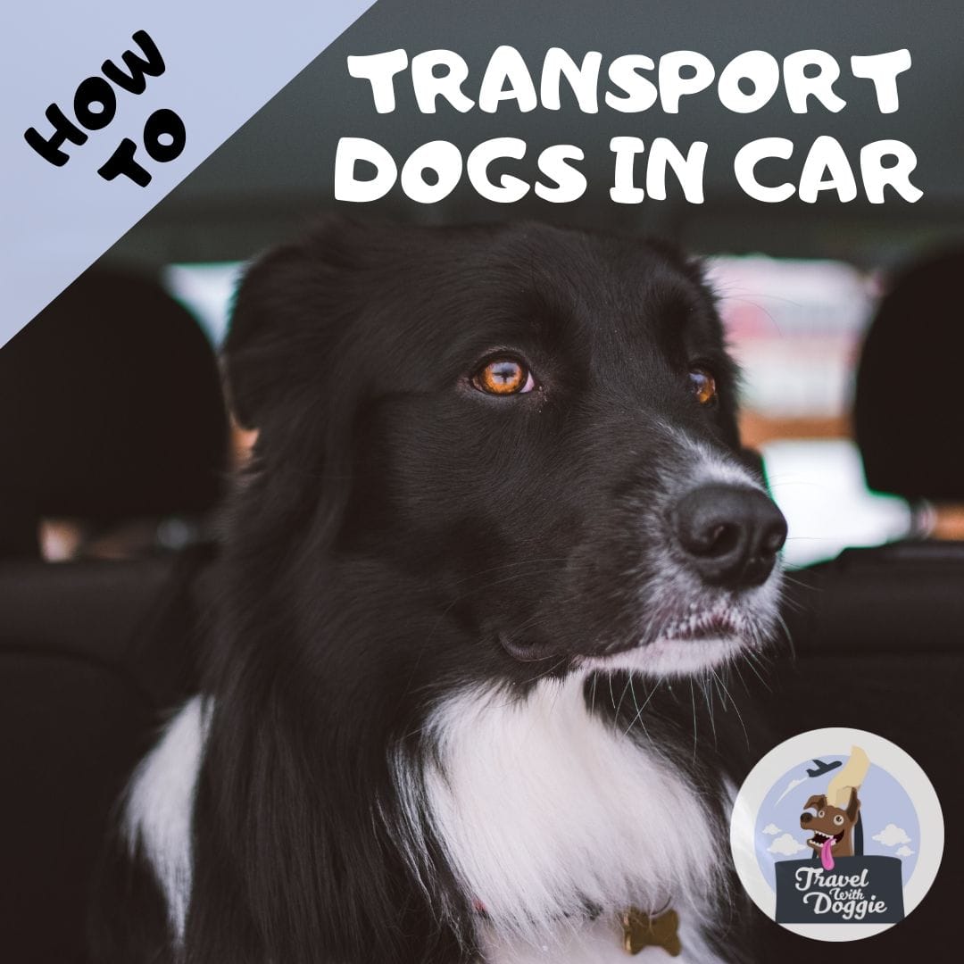 How to Transport Dogs in Car | Travel With Doggie