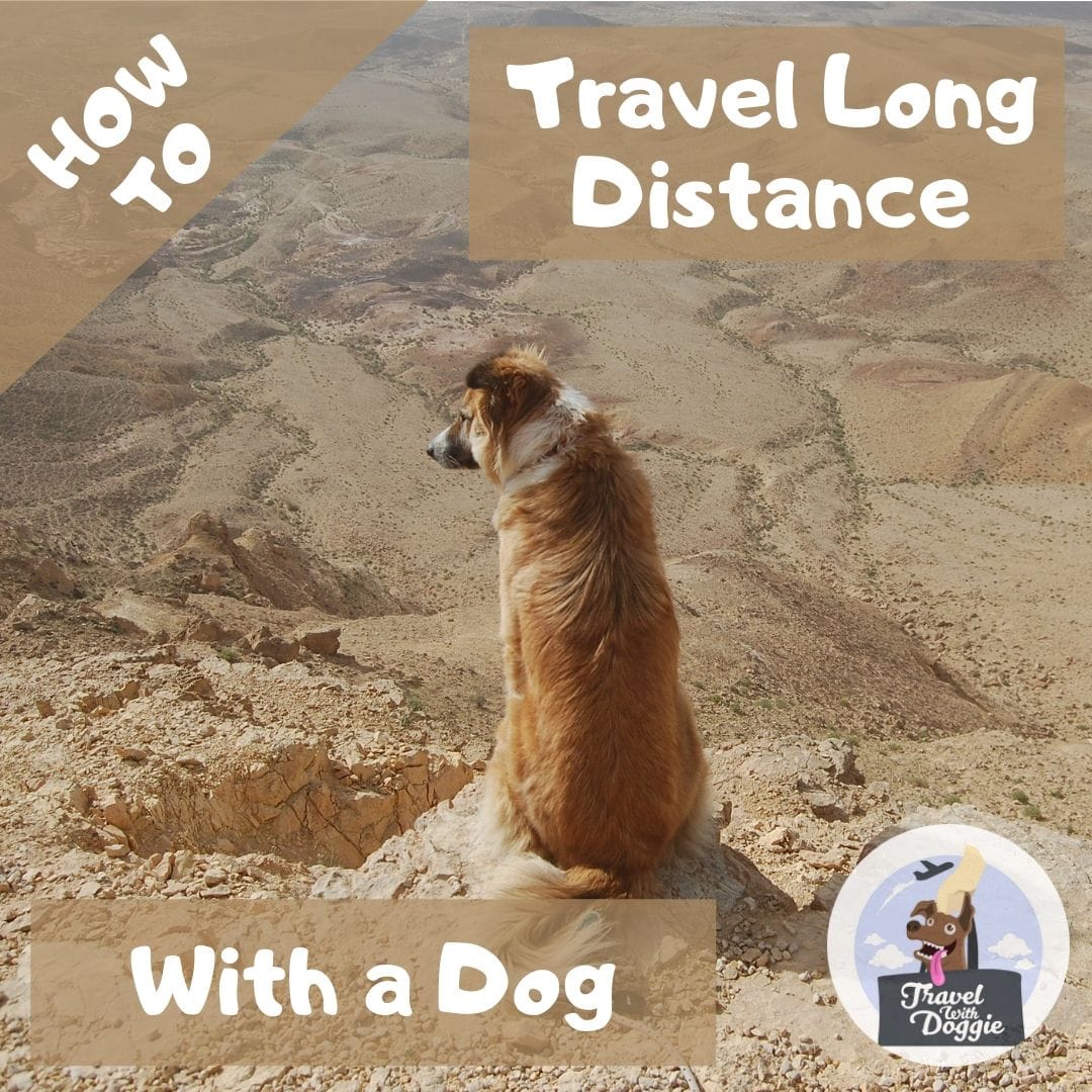 How to Travel Long Distance With a Dog | Travel With Doggie