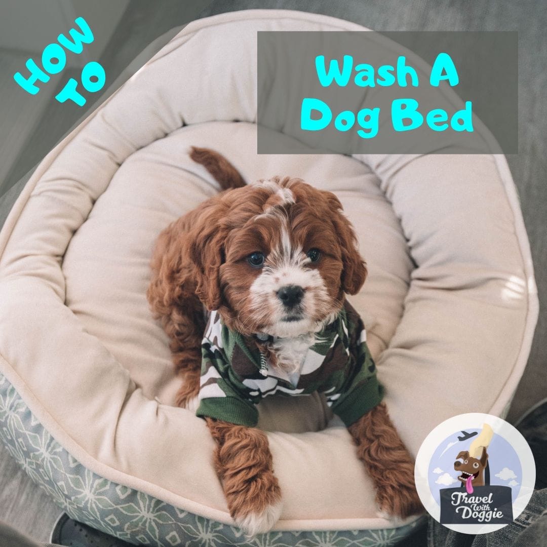 How To Wash A Dog Bed | Travel with Doggie