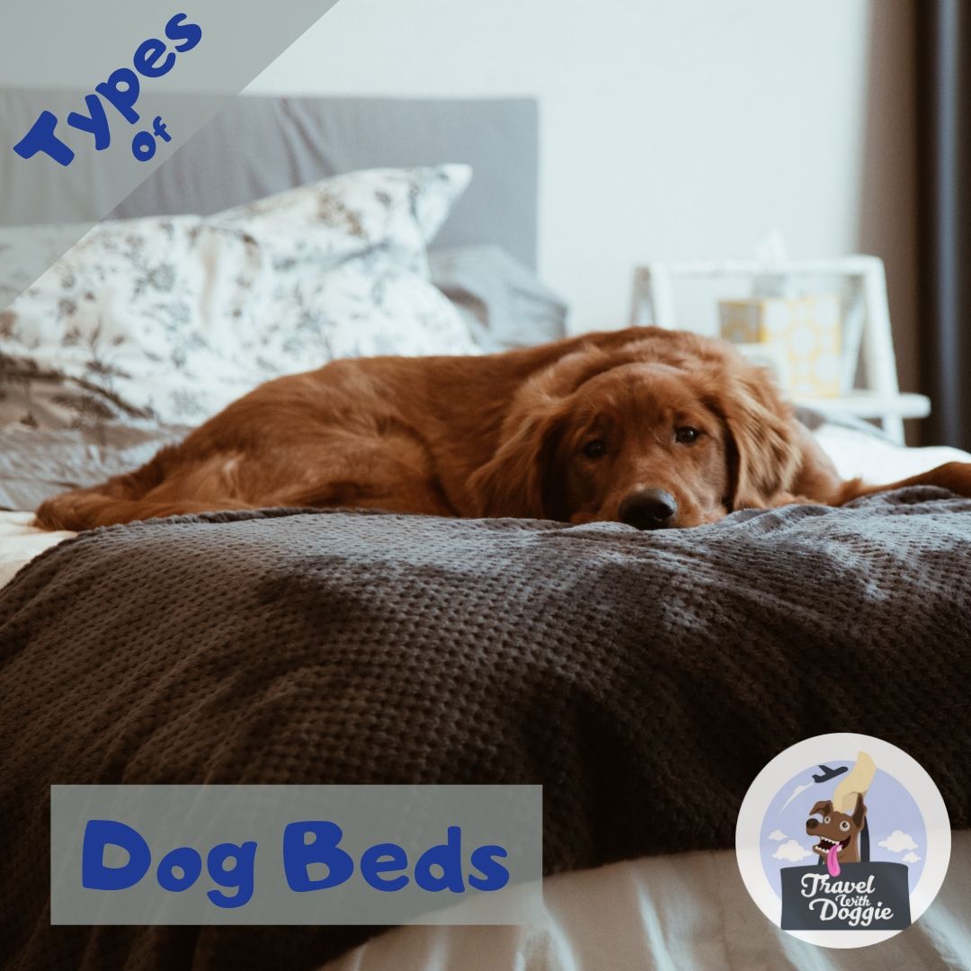 Types Of Dog Beds | Travel With Doggie