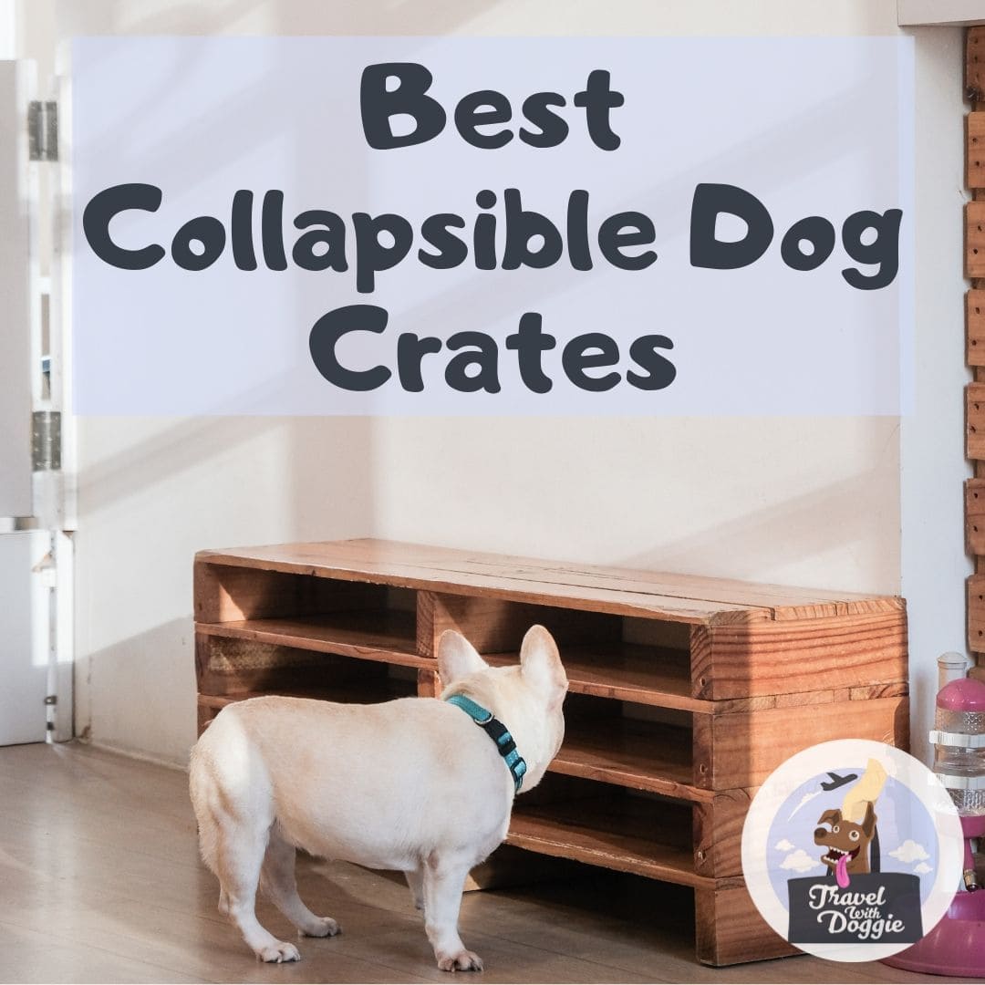 Best Collapsible Dog Crates | Travel With Doggie