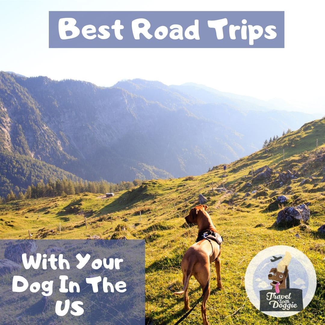 Best Road Trips With Your Dog Around The US | Travel With Doggie