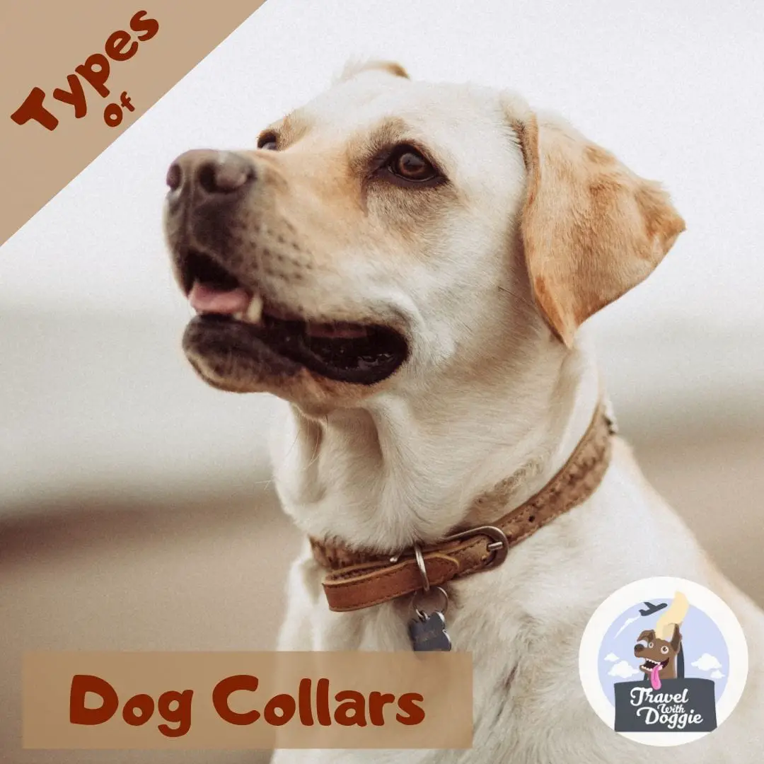 Types Of Dog Collars | Travel With Doggie