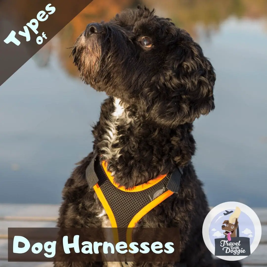 Types of Dog Harnesses | Travel With Doggie