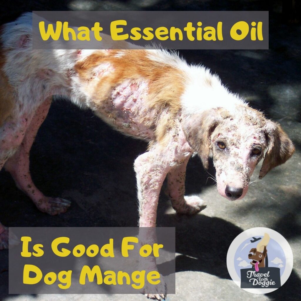 7 Essential Oil That Is Good For Dog Mange Travel With Doggie