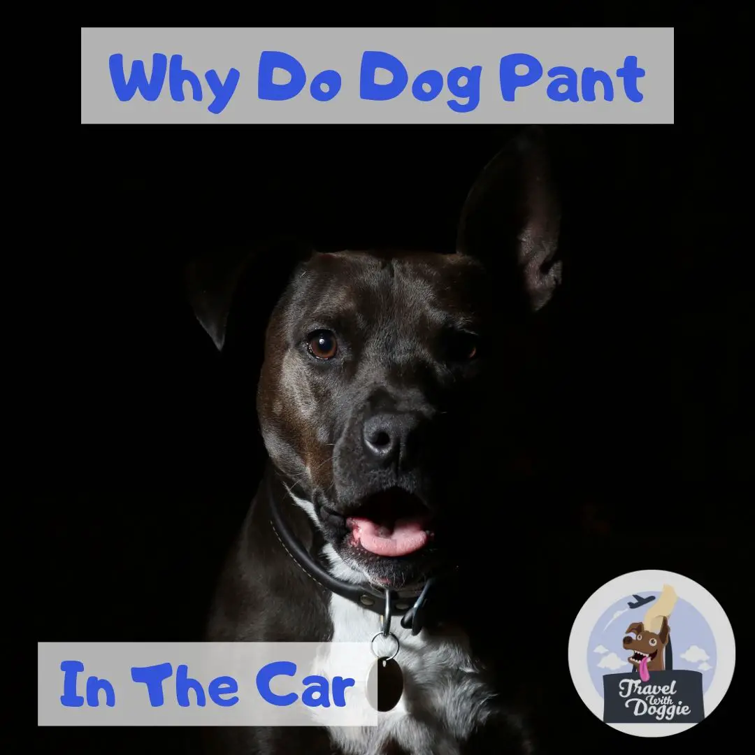 Why Do Dogs Pant In The Car | Travel With Doggie
