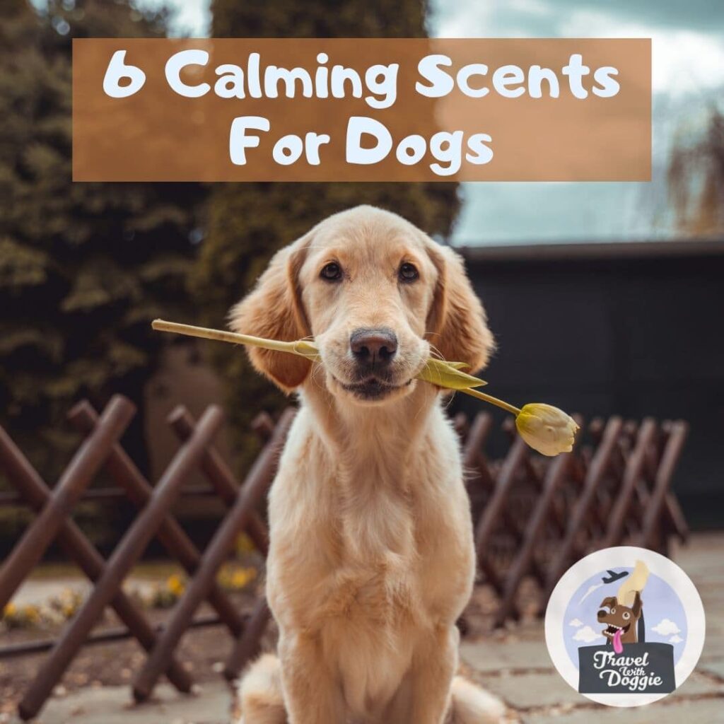 6 Calming Scents Perfect For Aromatherapy For Dogs Travel With Doggie