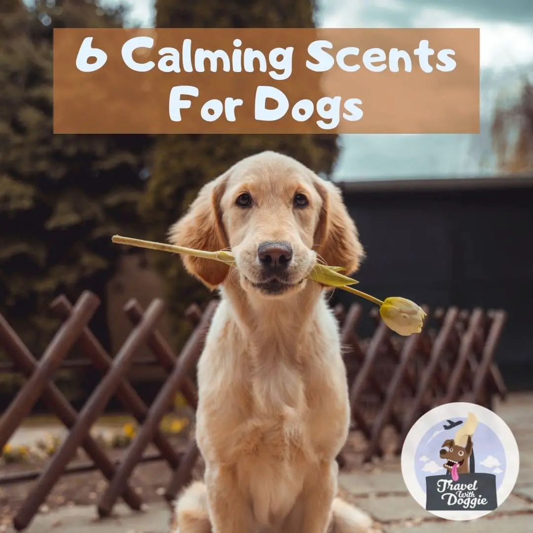 6 Calming Scents For Dogs That Are Perfect For Aromatherapy | Travel With Doggie