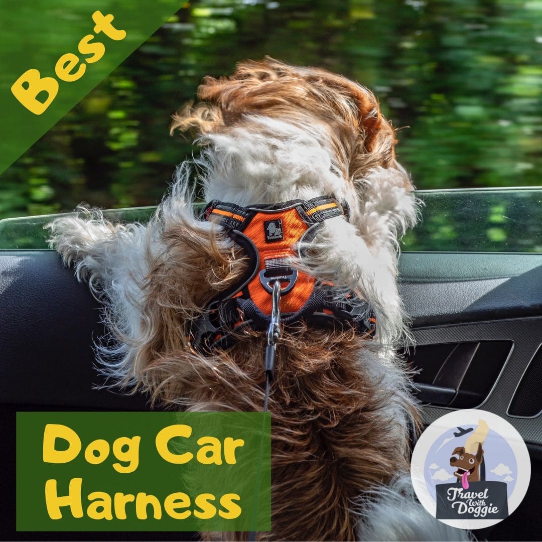 Best Dog Car Harness | Travel With Doggie