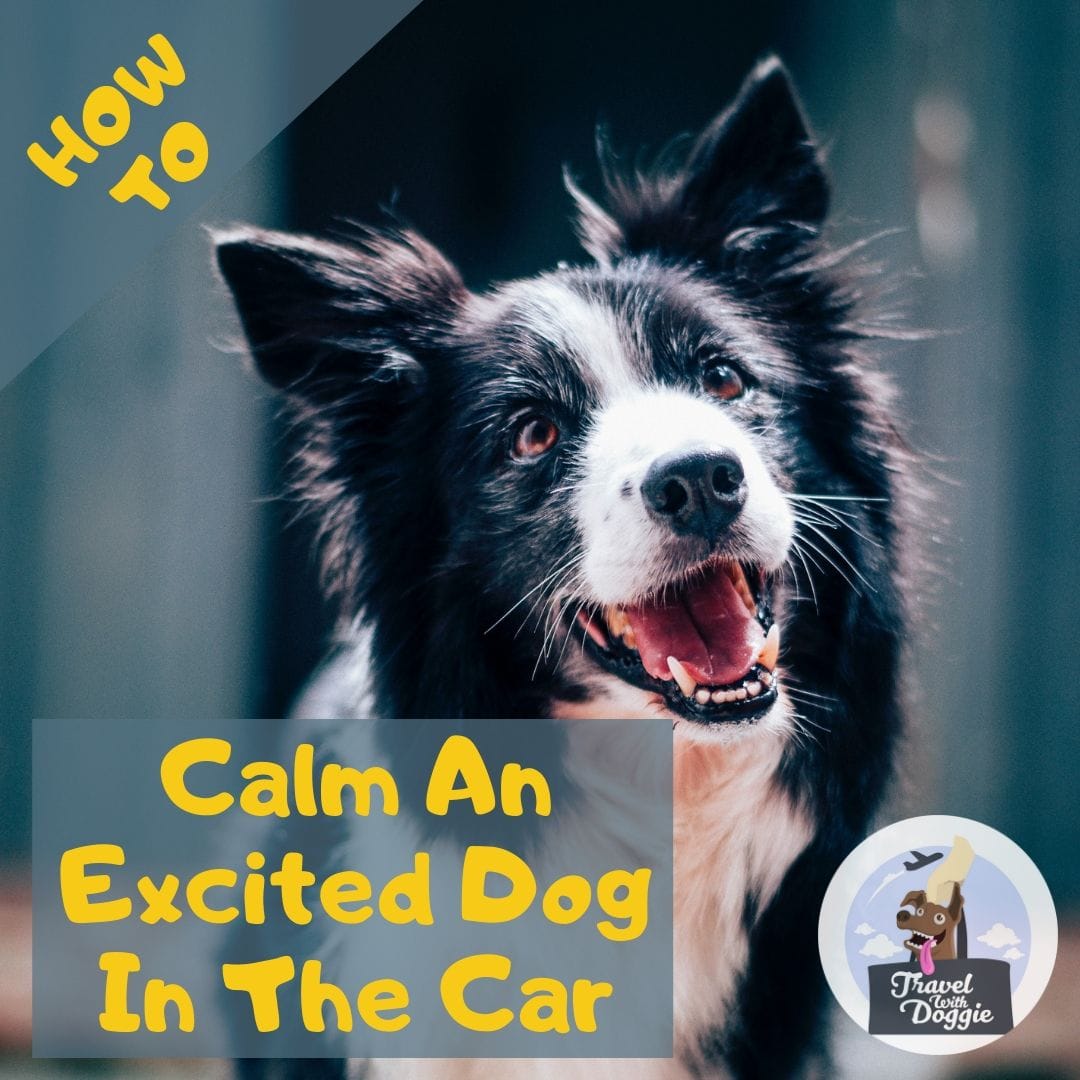 How To Calm An Excited Dog In The Car | Travel With Doggie