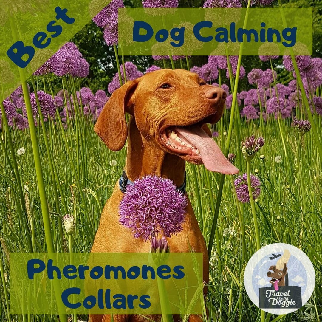 Best Dog Calming Pheromones Collars | Travel With Doggie