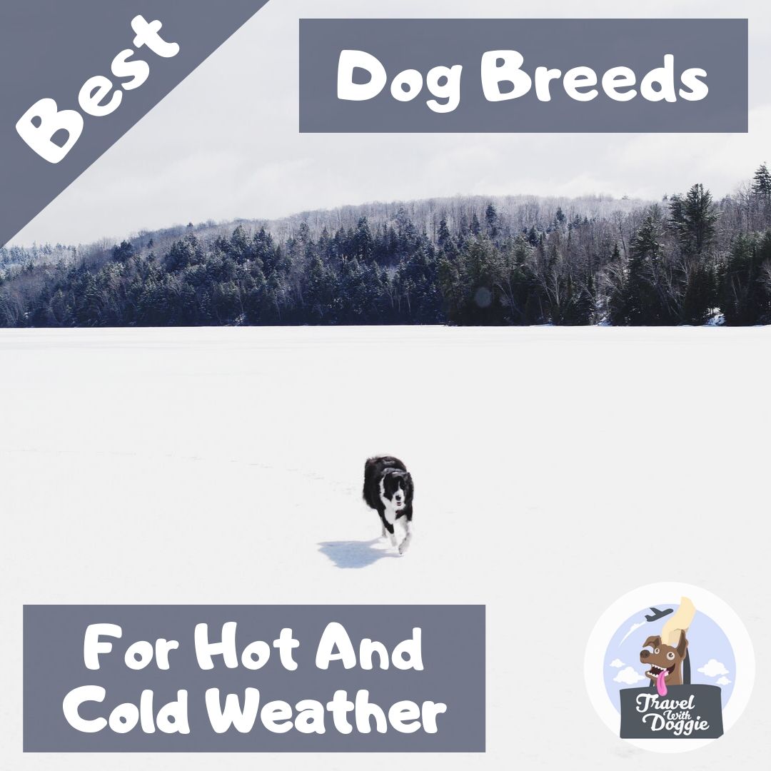 Best Dog Breeds For Hot And Cold Weather | Travel With Doggie