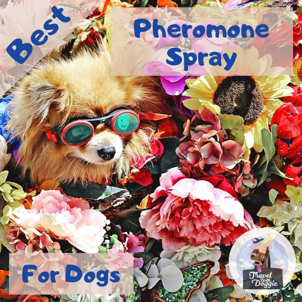 Picture of Best Calming Pheromone Spray For Dogs – Travel With Doggie