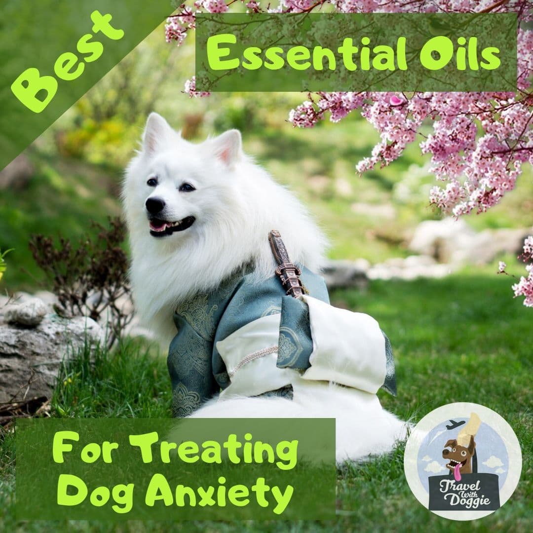 Essential Oils For Dog Anxiety | Travel With Doggie