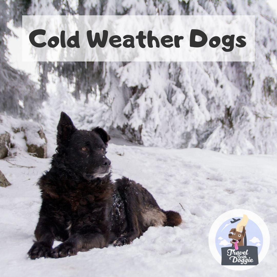 Cold Weather Dogs | Travel With Doggie