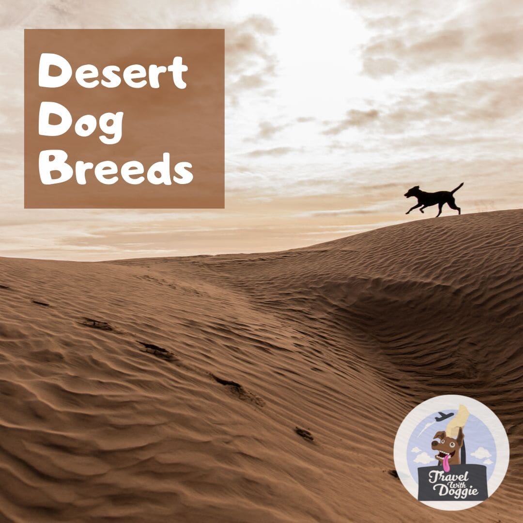 Desert Dog Breed | Travel With Doggie