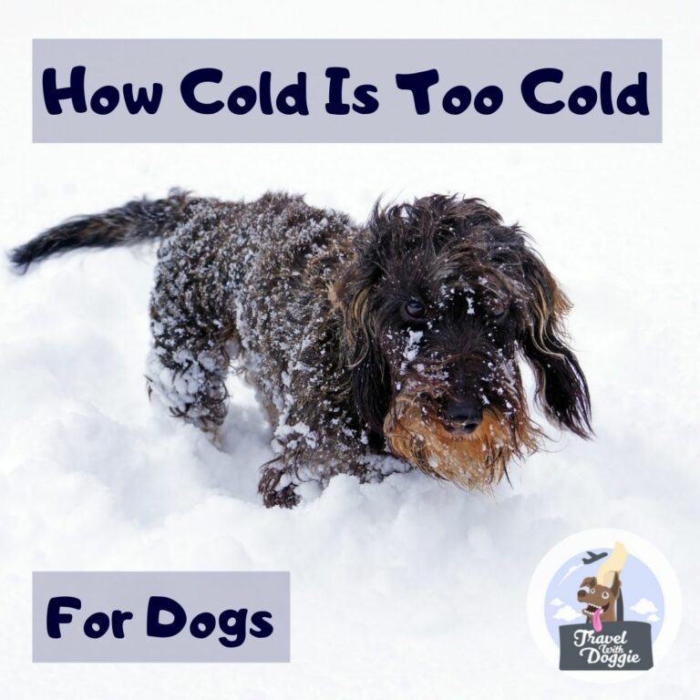 How Cold Is Too Cold For Dogs – Travel With Doggie