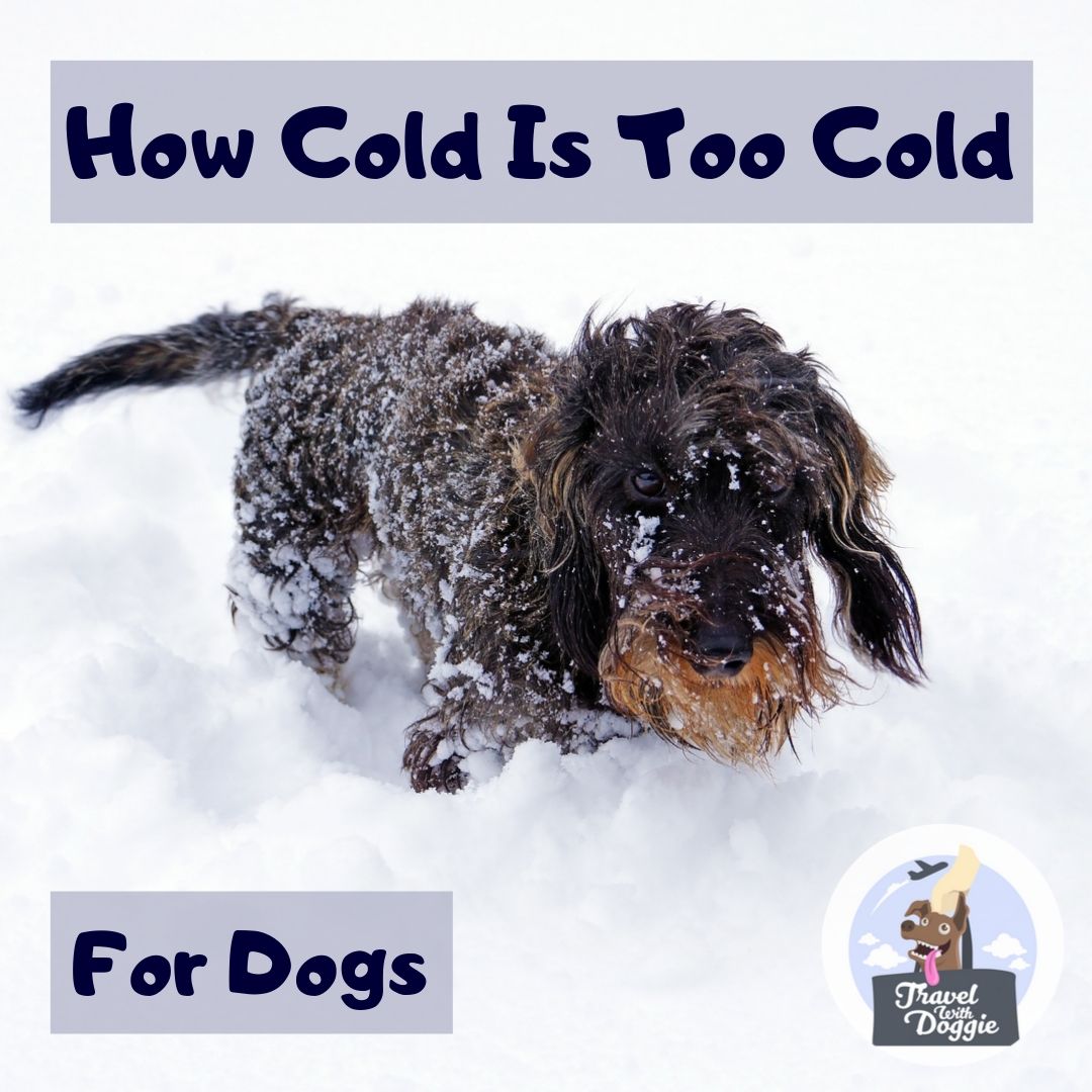 How Cold Is Too Cold for Dogs | Travel With Doggie