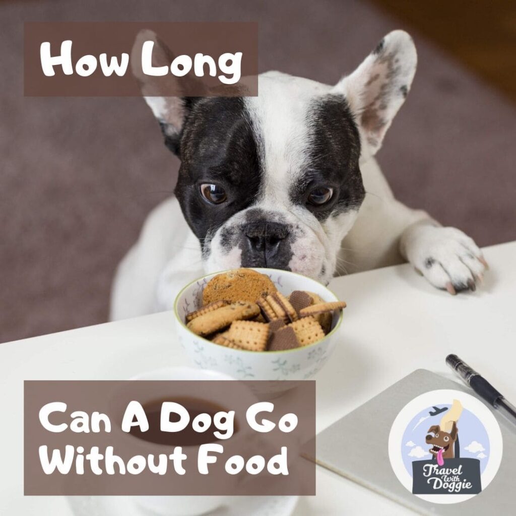 How Long Can A Dog Go Without Food Travel With Doggie