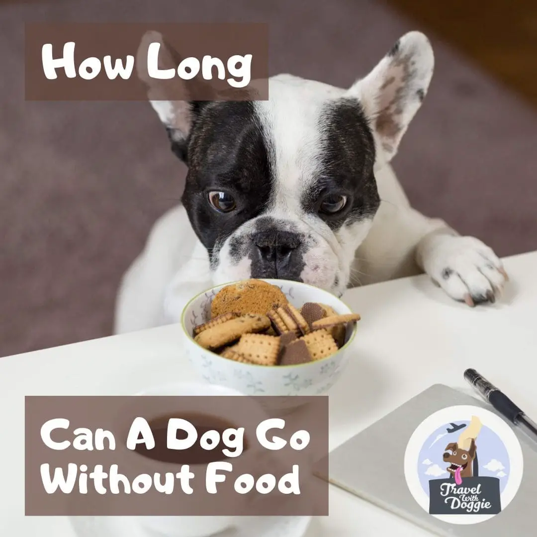 How Long Can A Dog Go Without Food | vic-l