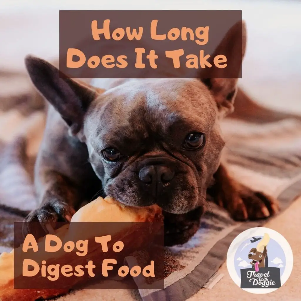 How Long Does It Take A Dog To Digest Food Travel With