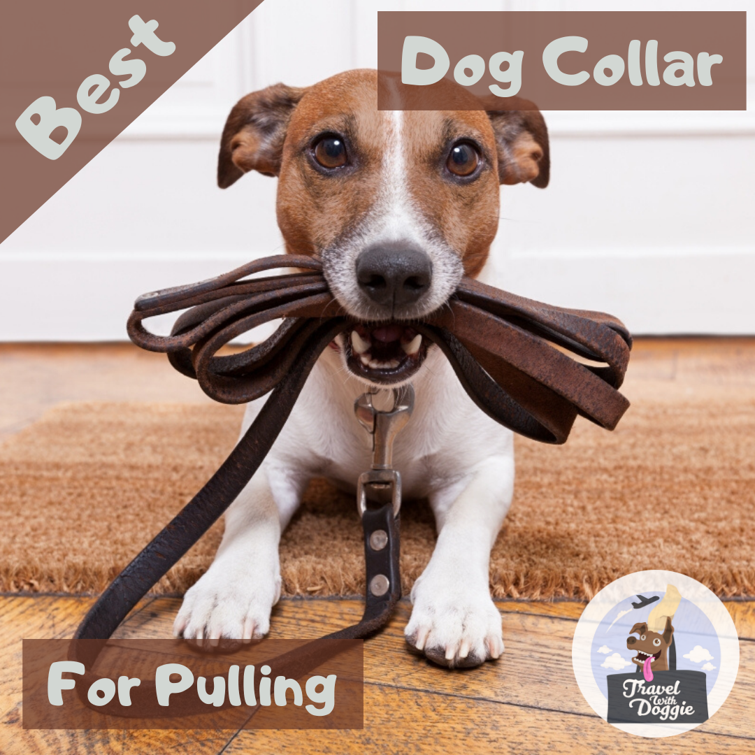 Best Dog Collar for Pulling