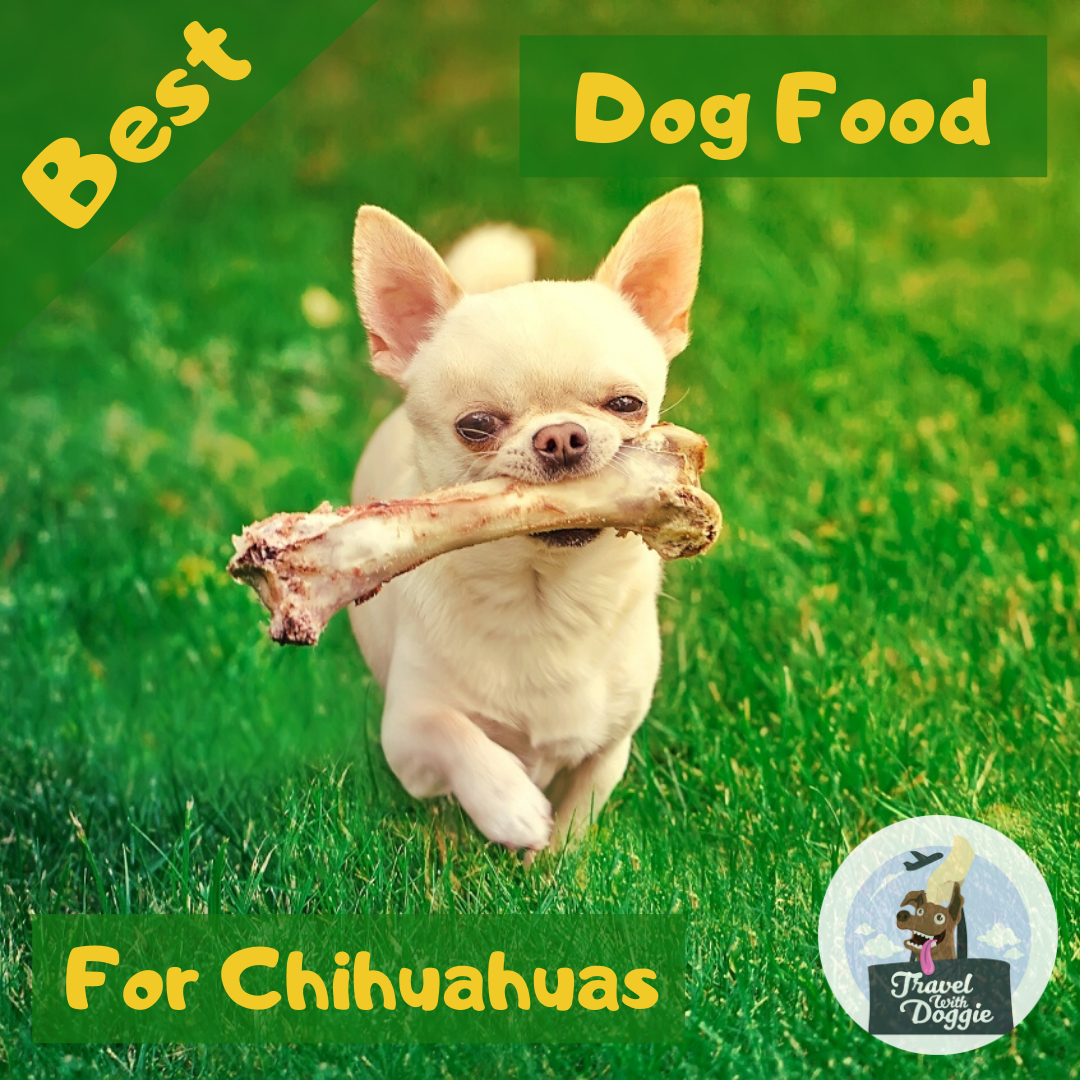 8 Best Dog Food For Chihuahuas